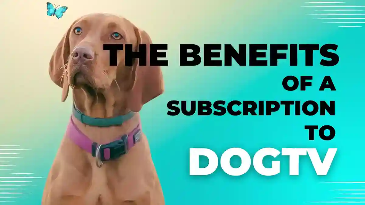 The Benefits of a Subscription to DOGTV